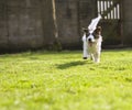 An energetic Jack Russell running