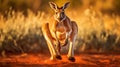 Energetic Kangaroo: Majestic Motion in the Australian Outback