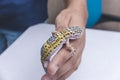 An energetic leopard gecko crawls up his owner's hand. A reptile lover, pet owner or herpetologist Royalty Free Stock Photo