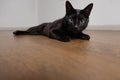 Energetic look from a domestic short haired black cat eyes fixed on camera Royalty Free Stock Photo