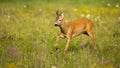 Energetic roe deer buck running in high speed on a meadow in summer Royalty Free Stock Photo