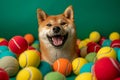 Energetic Shiba Inu Surrounded by Colorful Tennis Balls.