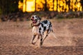 Energetic slender dog great Dane running fast in sandy beach near forest Royalty Free Stock Photo