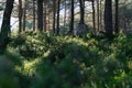 Energetic sunny forest with large rocks and evergreen trees, Mieming, Austria Royalty Free Stock Photo