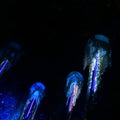 Energic neon jellyfish