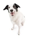 Energized smiling cool white dog sitting on white background and looking a Royalty Free Stock Photo