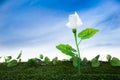 Energy concept, earth friendly light bulb plant Royalty Free Stock Photo