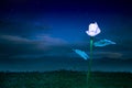 Energy concept, earth friendly light bulb plant at night Royalty Free Stock Photo