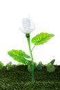 Energy concept, earth friendly light bulb plant, on white Royalty Free Stock Photo