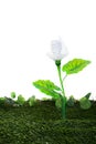 Energy concept, earth friendly light bulb plant, on white Royalty Free Stock Photo