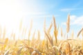 energy crop miscanthus bundled in a sunny field