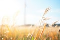 energy crop miscanthus bundled in a sunny field