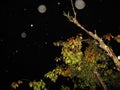 Energy orbs over a tree at night