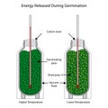 Energy released during germination of peas