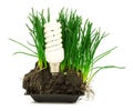 Energy-saving lamp, grass and earth