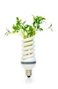 Energy saving lamp with green seedling Royalty Free Stock Photo