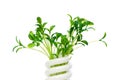 Energy saving lamp with green seedling Royalty Free Stock Photo