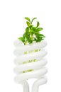 Energy saving lamp with seedling on white Royalty Free Stock Photo