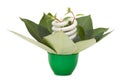 Energy saving light bulb on green leaves Royalty Free Stock Photo