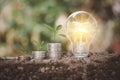 Energy saving light bulb on soil and tree growing on coins stacks look like saving money for electricity Royalty Free Stock Photo