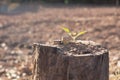 Energy saving light bulb and tree growing Royalty Free Stock Photo