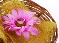 Engagement ring with hot pink chamomile flower in basket isolated