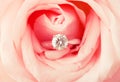 Engagement ring in pink rose Royalty Free Stock Photo