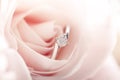 Engagement ring in pink rose Royalty Free Stock Photo