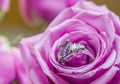 Engagement ring set inside a pink rose