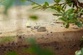 Engagement rings in nature, green background. Love story. Wedding rings on a beautiful leaf branch background. On marble and stone Royalty Free Stock Photo