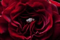 Diamond Red Rose