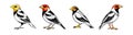 Bobolink Coloring Animal Illustration Design