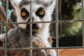 Inquisitive Lemur Portrait Royalty Free Stock Photo