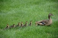 Hen Mallard Leading Brood Of Ducklings