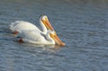 White Pelican Pair Swimming In A River Royalty Free Stock Photo