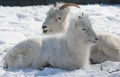 Engaging Winter Closeup Of Dall Sheep In Snow