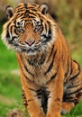 Engangered Sumatran tiger closeup