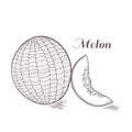 Engaved melon vector illustration