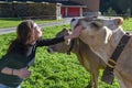 Woman caressing a cow`s head at Engelberg on the Swiss alps Royalty Free Stock Photo