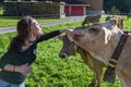 Woman caressing a cow`s head at Engelberg on the Swiss alps Royalty Free Stock Photo