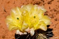 Engelman Pricklypear