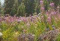 Engelmann Aster Flowers Eucephalus engelmannii Against Vivid Pink Fireweed Wildflowers In Colorado