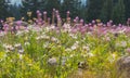 Engelmann Aster Flowers Eucephalus engelmannii Against Vivid Pink Fireweed Wildflowers In Colorado