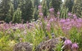 Engelmann Aster Flowers Eucephalus engelmannii Against Vivid Pink Fireweed Wildflowers In Colorado