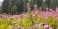 Engelmann Aster Flowers Eucephalus engelmannii Against Vivid Pink Fireweed Wildflowers In Colorado
