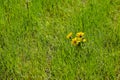 Engelmann Daisy Asteraceae In Grass