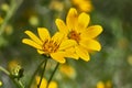 Engelmann`s Daisy Flower. Texas Wildflowers