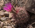 Engelmann`s hedgehog cactus profile