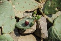 Engelmann`s Prickly Pear with fruit. Royalty Free Stock Photo