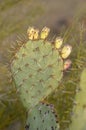 Engelmann`s Prickly Pear Opunita engelmannii, Organ Pipe Cactus National Monument, Arizona